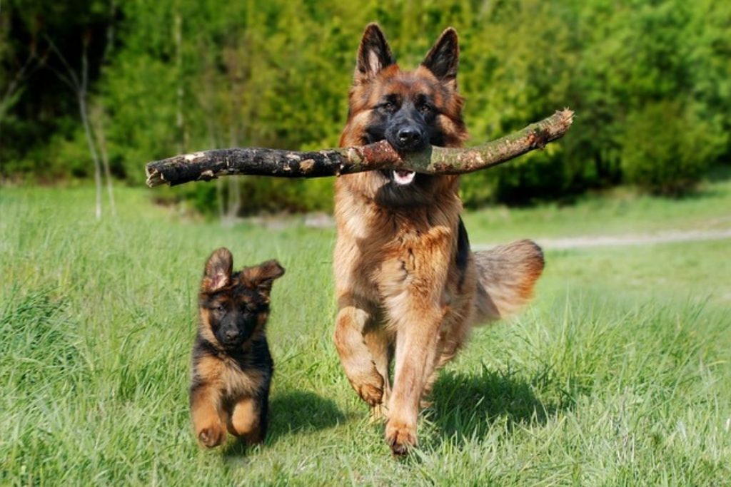 What You Should Know About German Shepherd Dogs