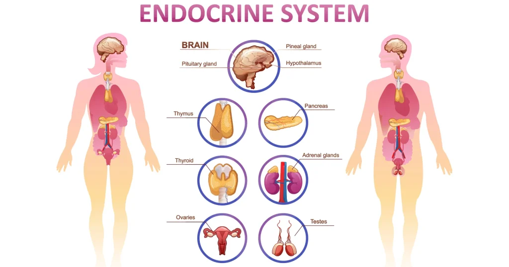 Understanding The Impact Of Menopause On The Endocrine System With An Endocrinology And Metabolism Specialist