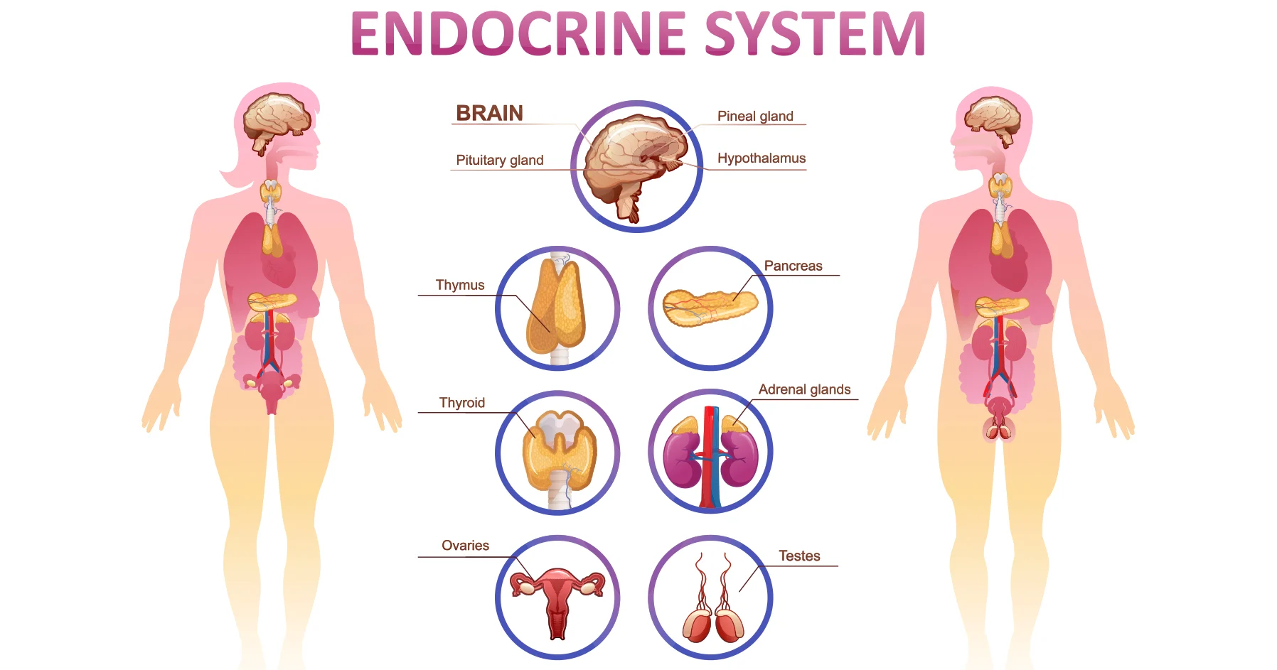 Understanding The Impact Of Menopause On The Endocrine System With An Endocrinology And Metabolism Specialist